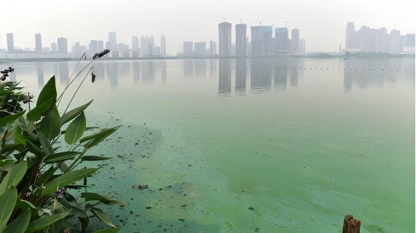 热点追踪丨长江流域蓝藻水华暴发：从富营养化到快速检测的全面透视